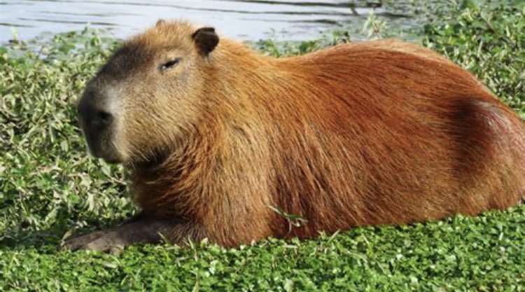 PrimordialJelly's tweet photo. @uyjoshua151 Capybara, that ETH is getting swapped almost instantly once it’s mine https://t.co/nOZuKNxG0S
