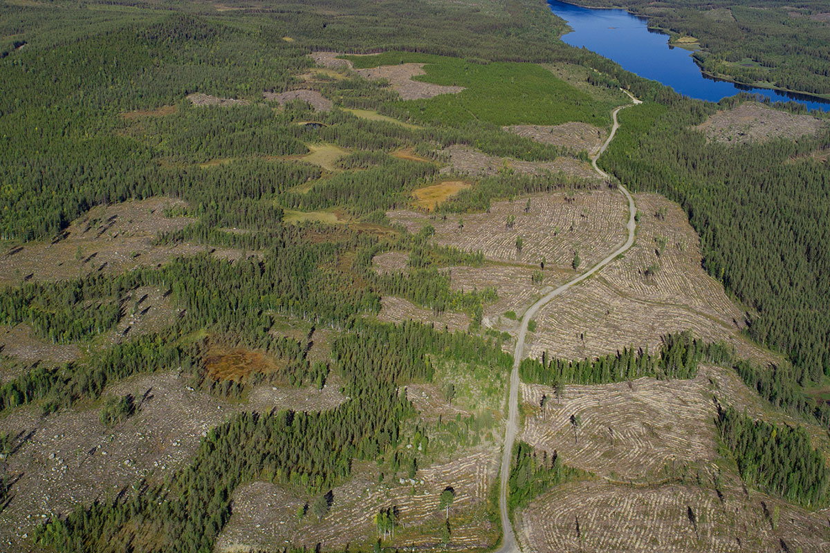 skyddaskogen's tweet photo. If Sweden's forests were old and carbon rich instead of young and carbon poor, they could store additional carbon dioxide equivalent of about at least 3,342 Mton. The reason they aren't is mainly because of Swedish forestry; https://t.co/HssIIeiKo4 https://t.co/IR0aeXuXql