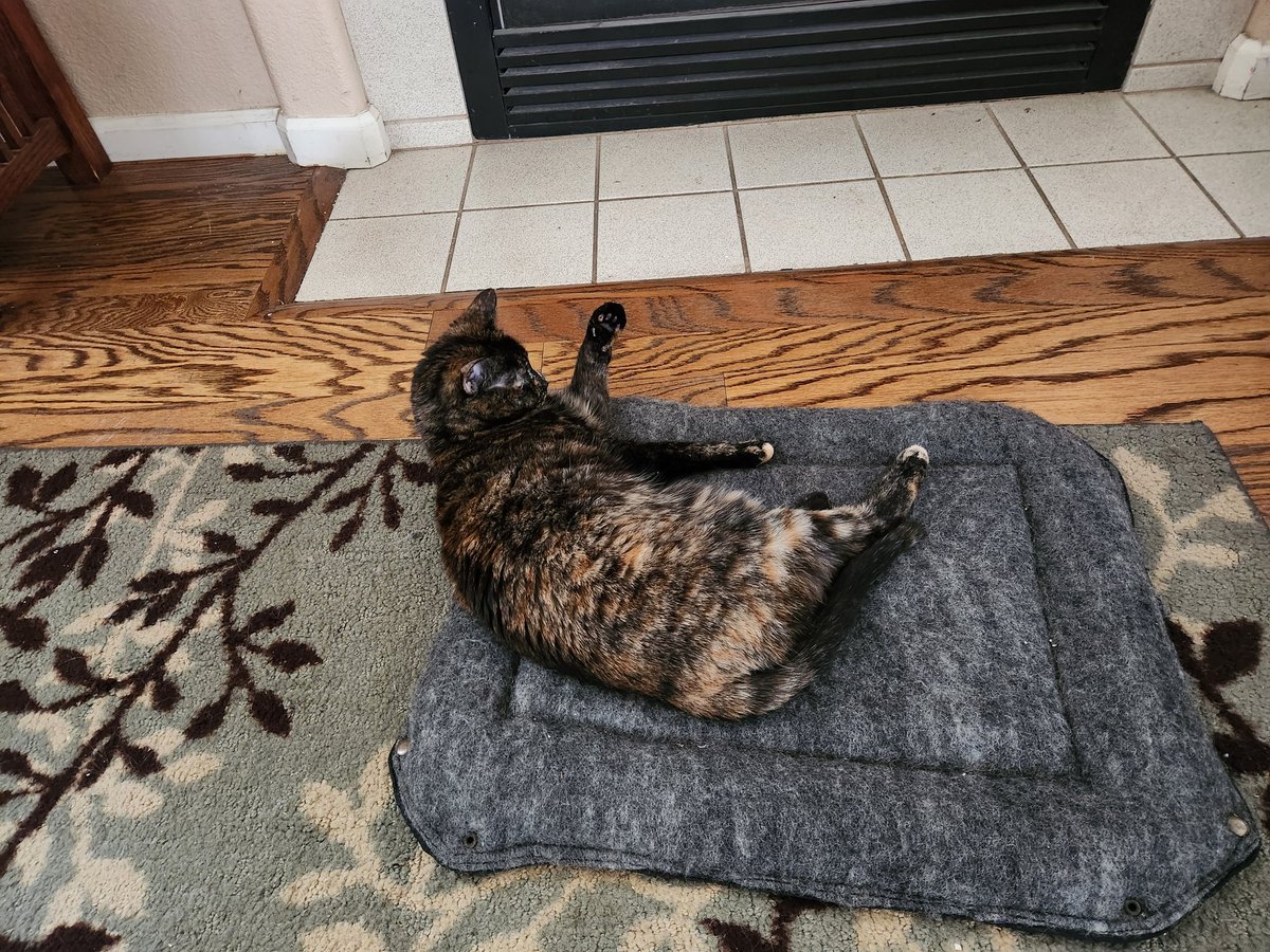 marachne's tweet photo. @CatsOfYore The wife tells me she is a goose - a silly goose snuggle bunny. https://t.co/8HH6hYYZ35