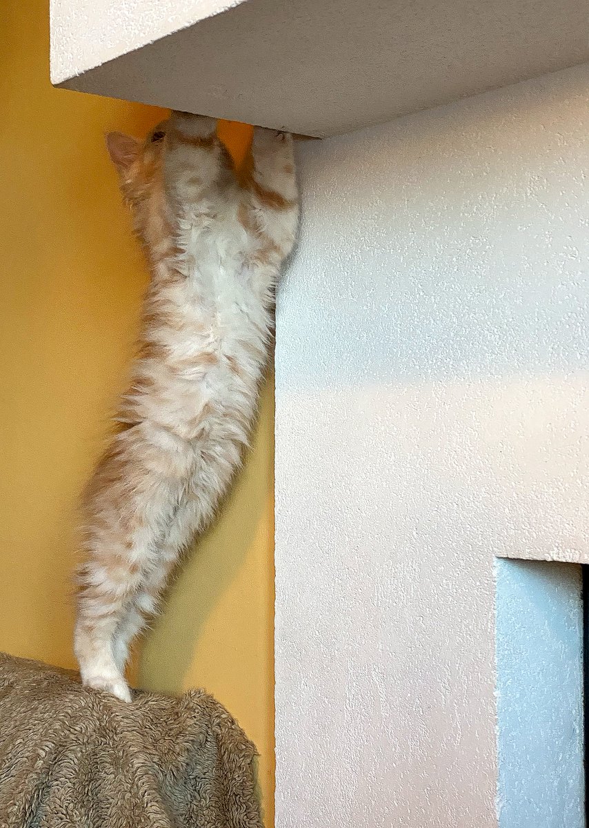 VWabool's tweet photo. #catinterior - kamīnam dzīvā kariatīde. :))
Almost #archdaily 🤭 https://t.co/SYZmDXJ3Th