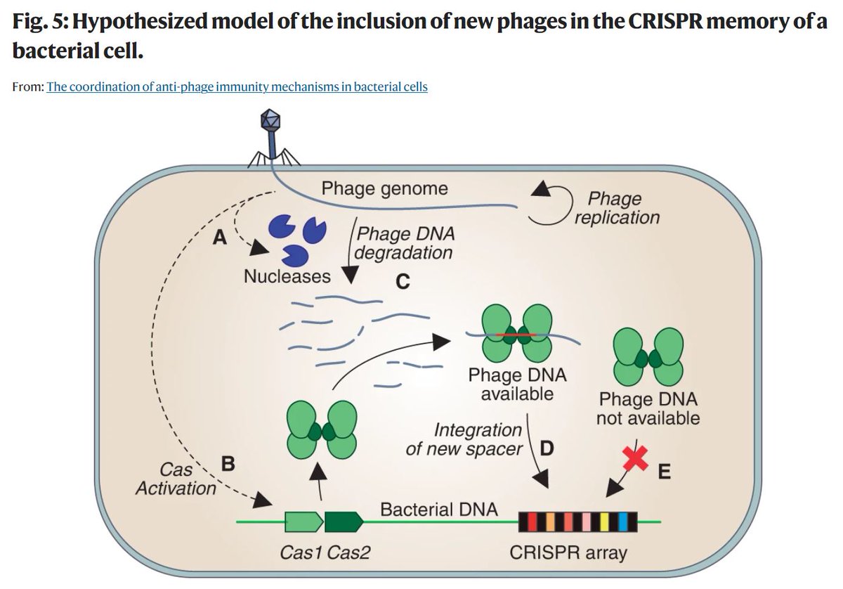 Nature Communications (@naturecomms) on Twitter photo The coordination of anti-phage immunity mechanisms in bacterial cells
<a href="/CIB_CSIC/">CIB Margarita Salas (CSIC)</a> @gisc_group @BiologiaUcm <a href="/unicomplutense/">Complutense</a> <a href="/MatematicasUCM/">Matemáticas UCM</a> @AreaUCM @iMMolecular
#CRISPR #phages #Microbiology
go.nature.com/3XEew1F The coordination of anti-phage immunity mechanisms in bacterial cells
<a href="/CIB_CSIC/">CIB Margarita Salas (CSIC)</a> @gisc_group @BiologiaUcm <a href="/unicomplutense/">Complutense</a> <a href="/MatematicasUCM/">Matemáticas UCM</a> @AreaUCM @iMMolecular
#CRISPR #phages #Microbiology
go.nature.com/3XEew1F