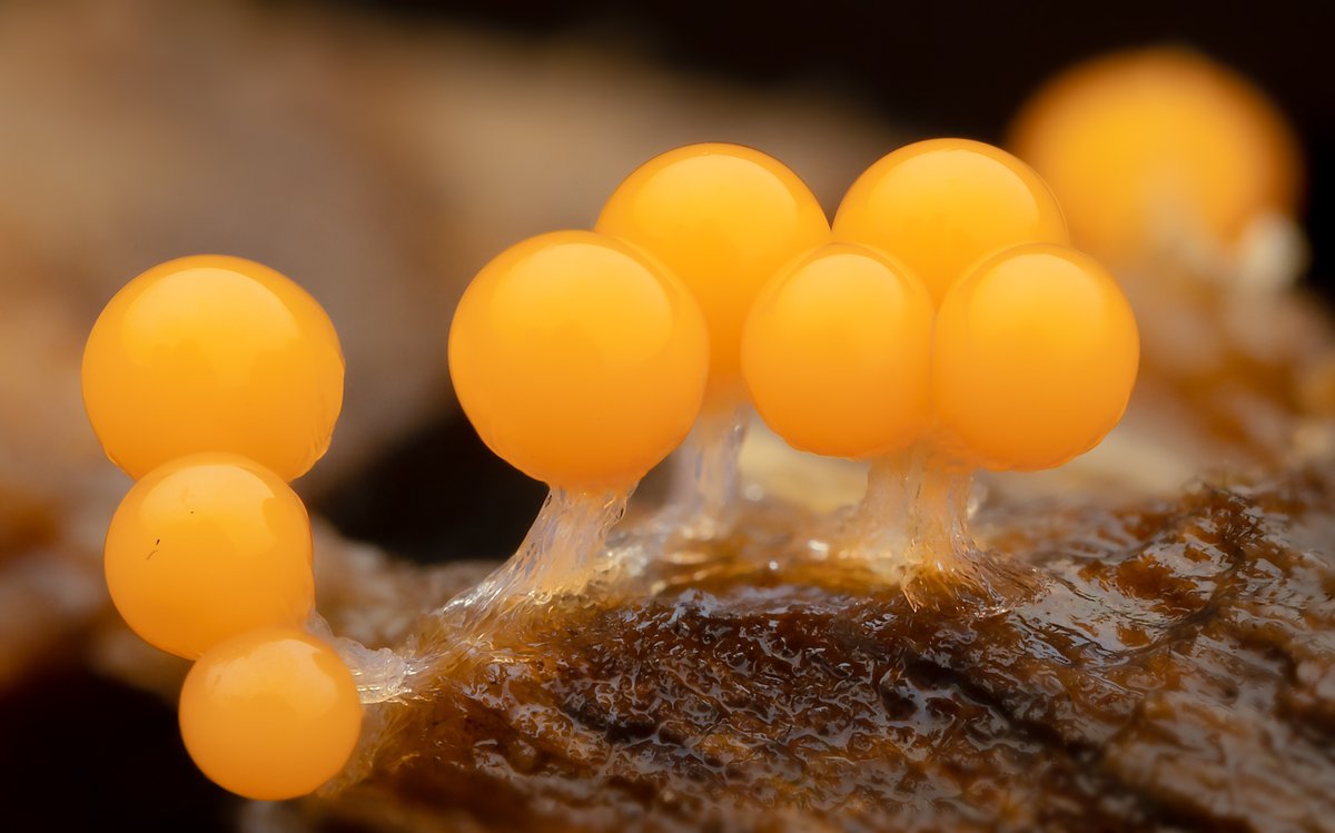 TimothyJonas's tweet image. Various fungi/slime moulds spotted earlier this week. Please comment if you know the names of any of these!
#fungi