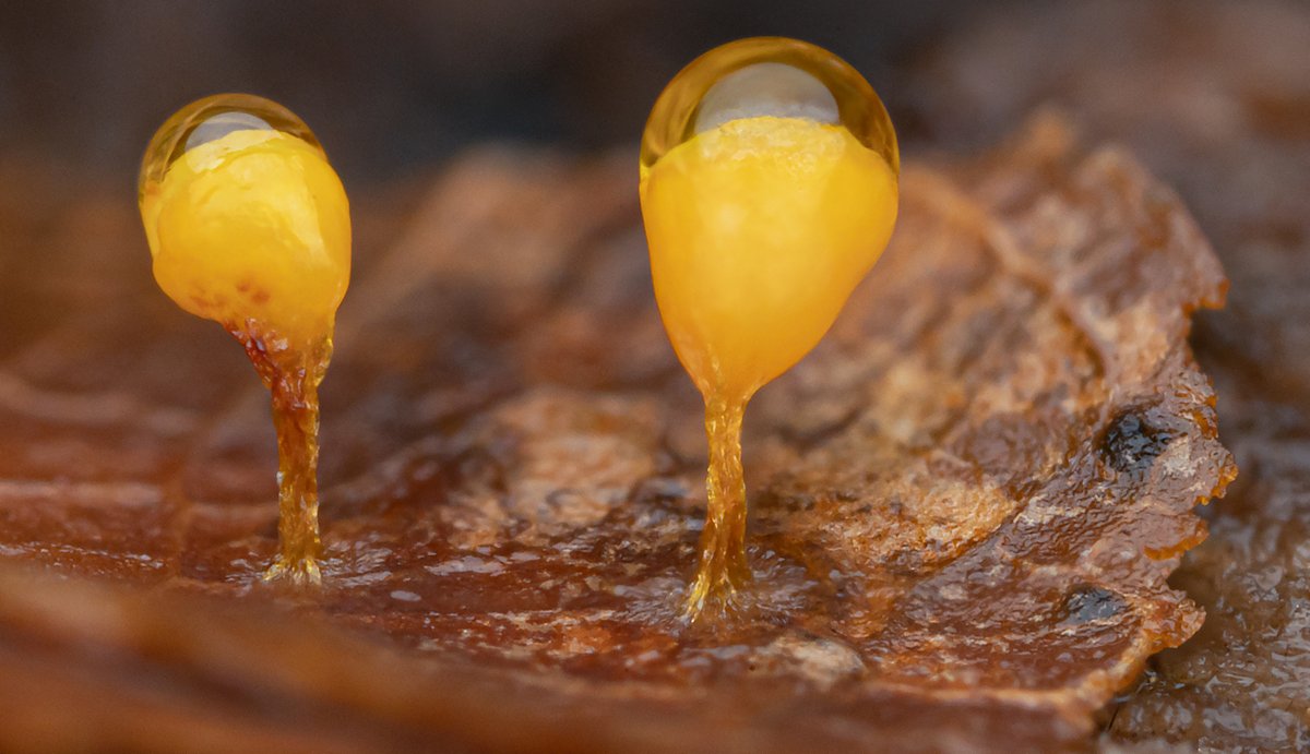 TimothyJonas's tweet image. Various fungi/slime moulds spotted earlier this week. Please comment if you know the names of any of these!
#fungi