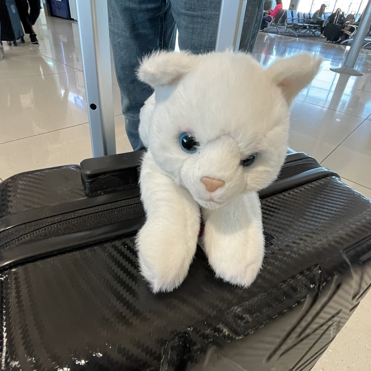 Crocketteers's tweet photo. El Gato heading to Albuquerque and ready for @ISCSupporters for #ISCABQ Conference. @crocketteers https://t.co/bbilwitrcZ