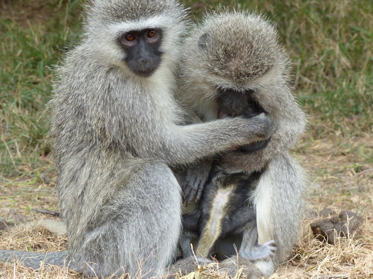 New Paper alert: Maternal social position and survival to weaning in arid-country vervets in @AmJBioAnth 
Check it out here: onlinelibrary.wiley.com/doi/10.1002/aj…

with @Roseblersch @ina820 @rich_mcfarland and many of the Barrett/Henzi lab 
@ntu_research @PsychologyNTU @evo_NTU @TrentUni