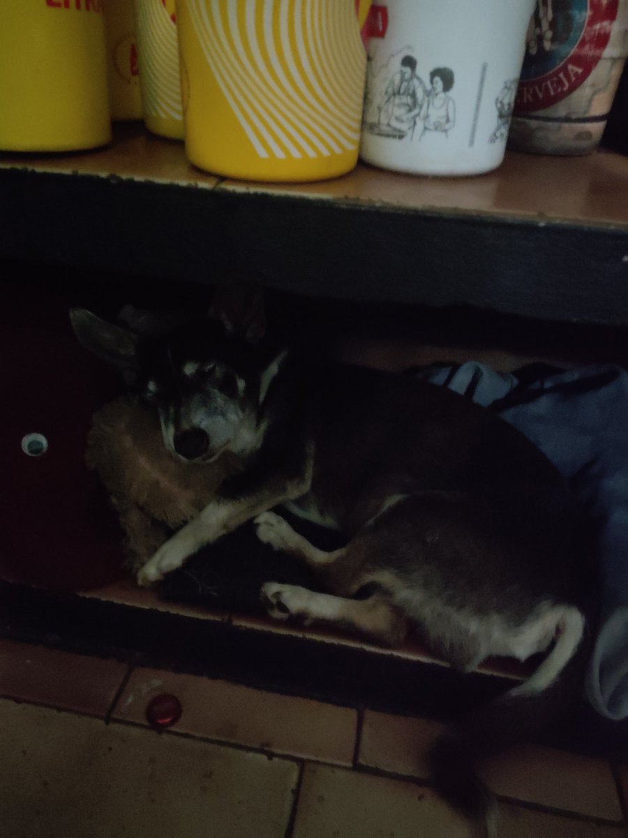yelsek_euqor's tweet photo. As vezes olho embaixo do balcão, para ver se você está lá. 🐕❤️ https://t.co/dEQgwVlmTB