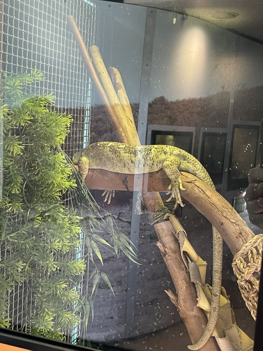 Guillermo Armas tweet media