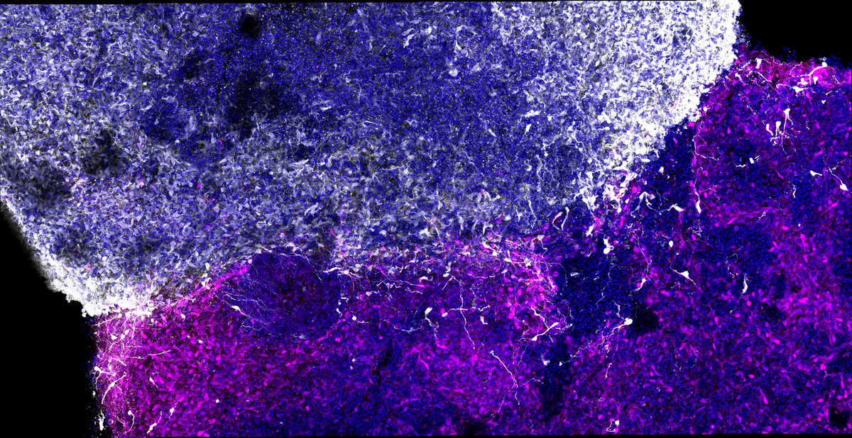 Julien George Roth tweet media