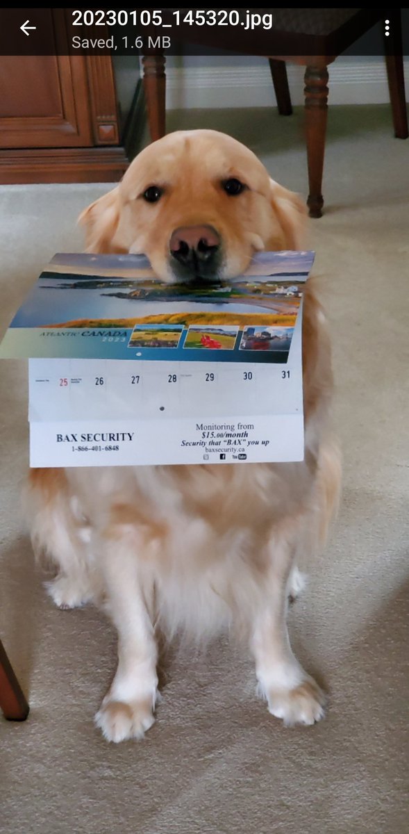 baxsecurity's tweet photo. No one cares about your safety like your dog! 🐾 That's why Harvey loves BAX Security for his family. 

Should we hire him to help Ralph the Security Dog? 🤔

#BAXSecurity #securitydog #homesecurity #dogsoftwitter https://t.co/5G8k6DOBIa