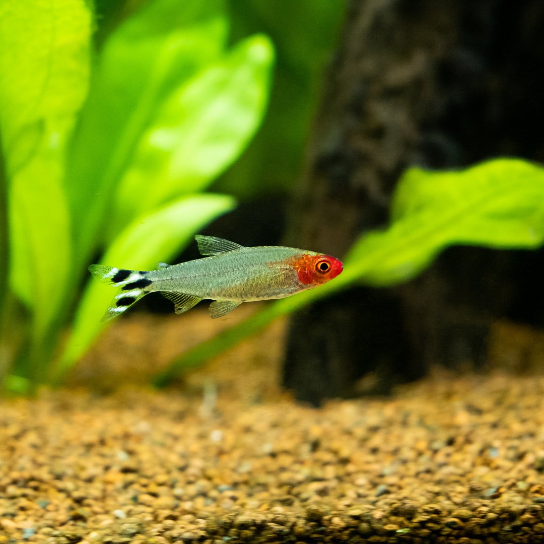 PFKmagazine's tweet image. Lost when it comes to choosing a schooling fish for your planted tank? This Rummynose a few.

#pfk #plantedtank #practicalfishkeeping #aquariumfish