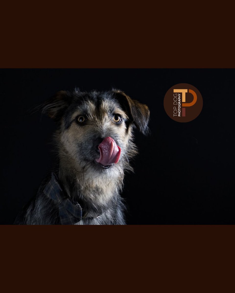 top_dog_photos's tweet photo. A J A X 🐾🐾 Thanks to Gemma for bringing Ajax, an 11-month-old collie cross, to be photographed. It was wonderful session! 🥰🐕 

Find out more about our services, by emailing: woof@topdogphotography.co.uk

#photographer #dalkeith #edinburgh #thisisedinburgh #dogphotography https://t.co/jxXwStrFs1