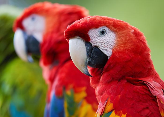 BirdSupplies's tweet photo. The benefits of fresh food don't stop there.
Organic produce will also offer many health benefits for our feathered friends, too!

Share your thoughts on organic produce below in the comments section
.
https://t.co/FMyOadRIaz
.
#birdsupplies #unruffledrx #balancedbirddiet #hea... https://t.co/FU2nuIEb0p
