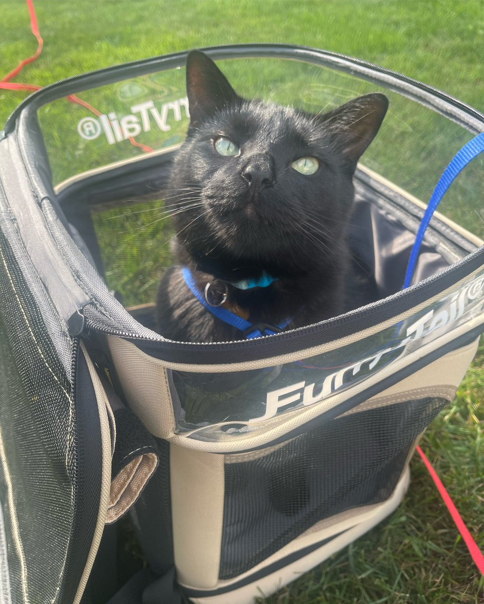 oscar_x_felix's tweet image. We can’t wait for Spring to be back so we can go outside again and work on hopefully going on more walks this year! These Furrytail backpacks will really come in handy. Look how spacious they are too! 

#CatsOnTwitter #adventurecat #catbackpack #cat