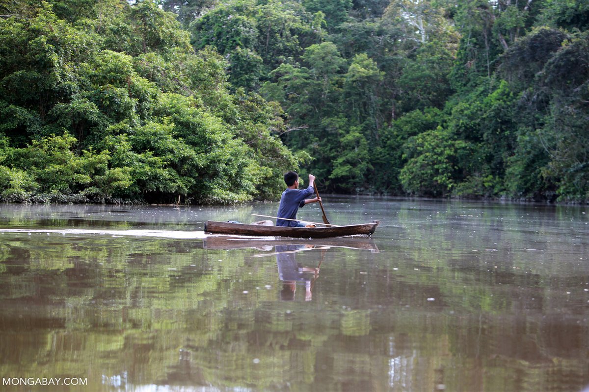 New report: forests managed by Indigenous communities tend to be carbon sinks rather than carbon sources, while areas under different management are often less predictable. @MaxRadwin reports for @mongabay news.mongabay.com/2023/01/indige…