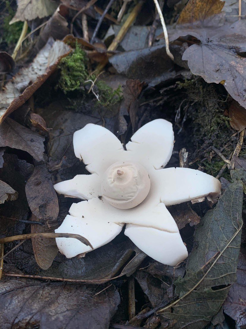 ∴ * ･ﾟ*｡★ alexandra｡ * ･ﾟ*｡★ tweet media