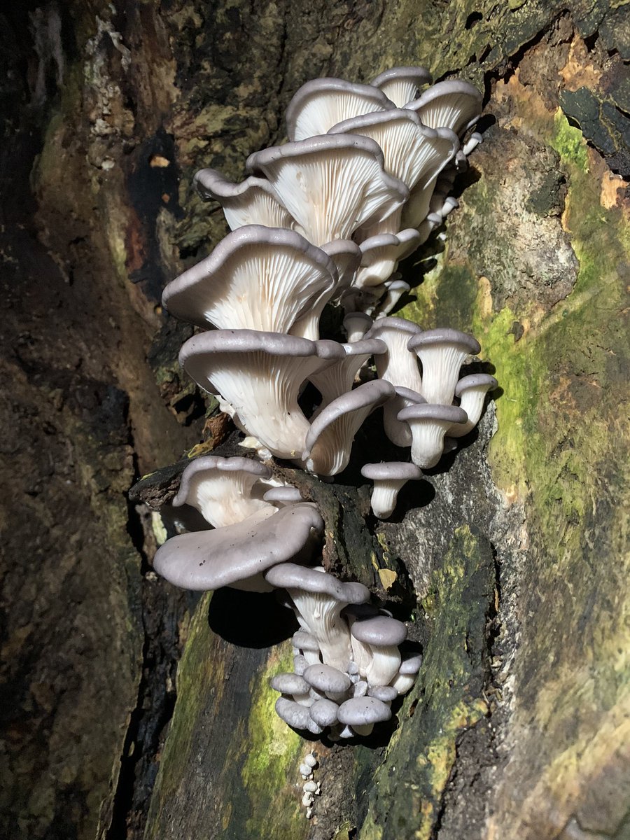 ∴ * ･ﾟ*｡★ alexandra｡ * ･ﾟ*｡★ tweet media