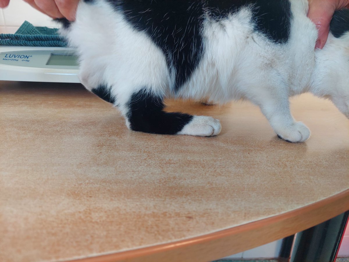 Gevonden poes.
Van Dijksweg #Zalk Kampen 
Geen chip gevonden. 
Poes heeft een zere achterpoot.