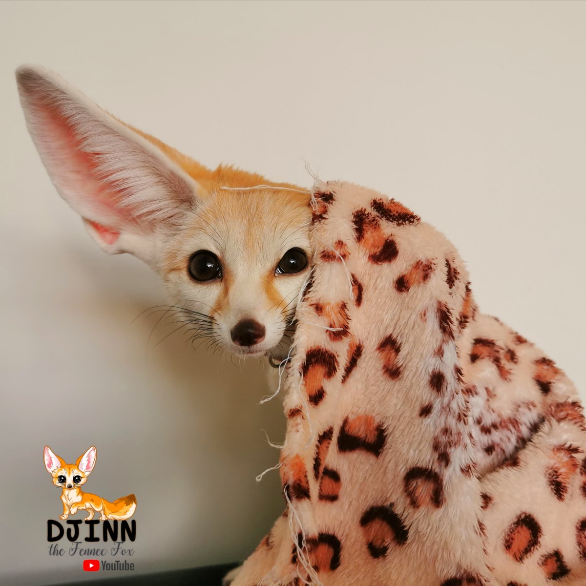 Fennec Every Hour! tweet media