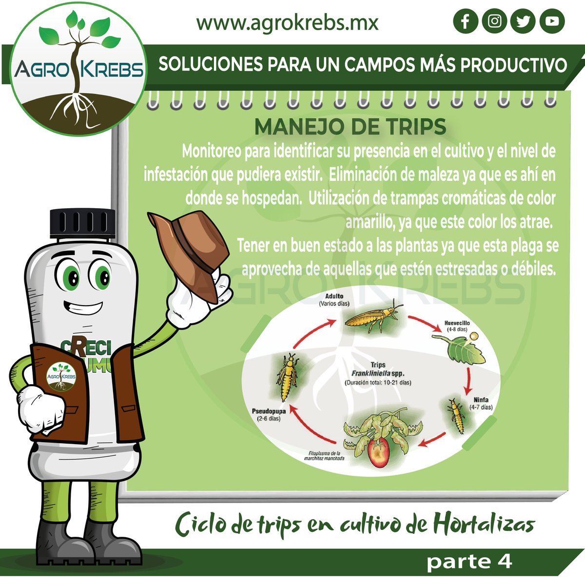 agrokrebs's tweet photo. #Trips
Son #insectos #plagas que atacan cultivos de #hortalizas
........................
#Manejo de los trips.
@agrokrebs https://t.co/qlqA9RH861