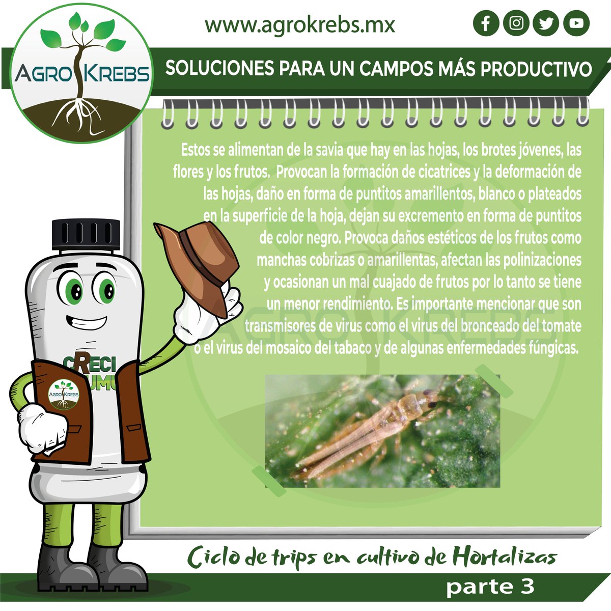agrokrebs's tweet photo. #Trips
Son #insectos #plagas que atacan cultivos de #hortalizas
........................
#Manejo de los trips.
@agrokrebs https://t.co/qlqA9RH861