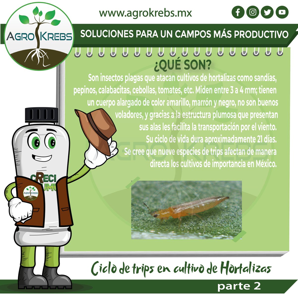 agrokrebs's tweet photo. #Trips
Son #insectos #plagas que atacan cultivos de #hortalizas
........................
#Manejo de los trips.
@agrokrebs https://t.co/qlqA9RH861