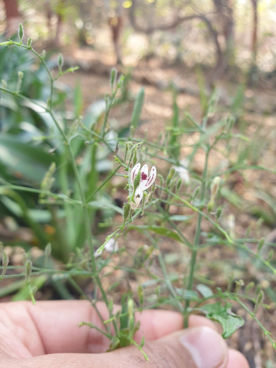 SimranKotwal4's tweet photo. Andrographis paniculata 
Medicinal important plant @PhDVoice @PhD_Genie @phd https://t.co/V7GlMQOFFb