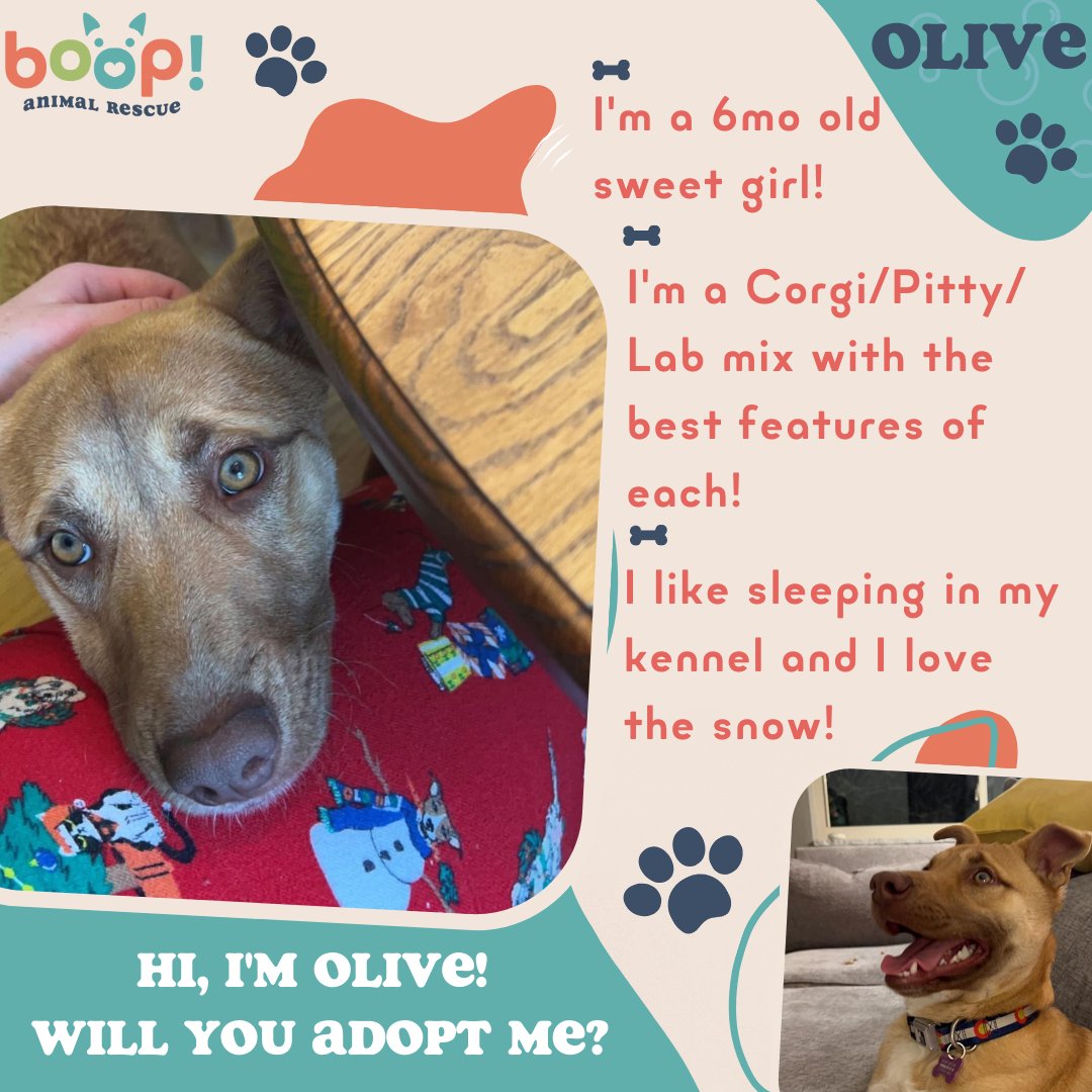 Olive is another one of our 5 rescued dogs from Amarillo, TX & is looking for her furrever home! 🏠️🐶🧡

Interested in adopting this playful pup? Apply directly at shelterluv.com/matchme/foster…

#dogparent #becomeadogparent #adoptdontshop #adoptmeplease #rescueadog #givethisdogahome