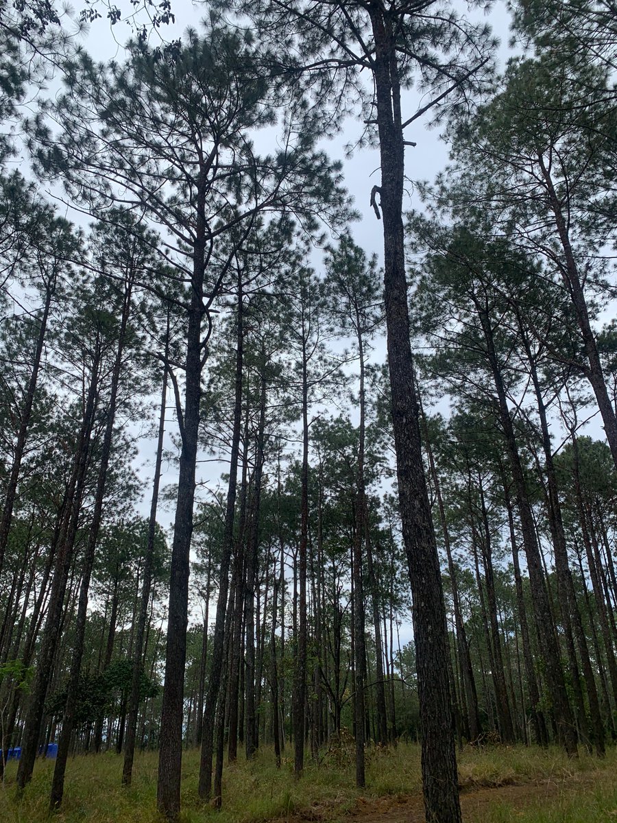 DavidGHenault's tweet photo. Pine trees at Kirirom Mountain are preserved in the development at the Kirirom Camping Resort. 
VET is building with environmental sensitivity at this sacred and historic site. 
#kirirom #cambodiandestinations #ecotourism #khmerholiday https://t.co/v2hmMiRgsh