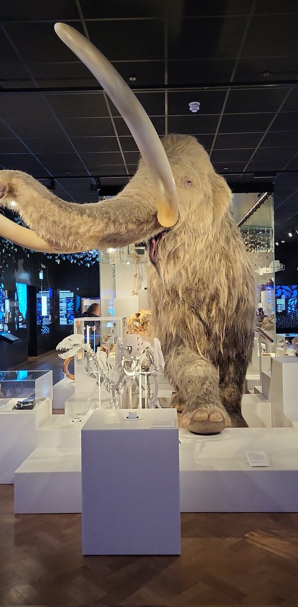 Really nice visit to The Box today during a 3 hour break. Great to learn more about Plymouth's history 🦣🖼️🗼 #Plymouth #plymsocialwork #history
