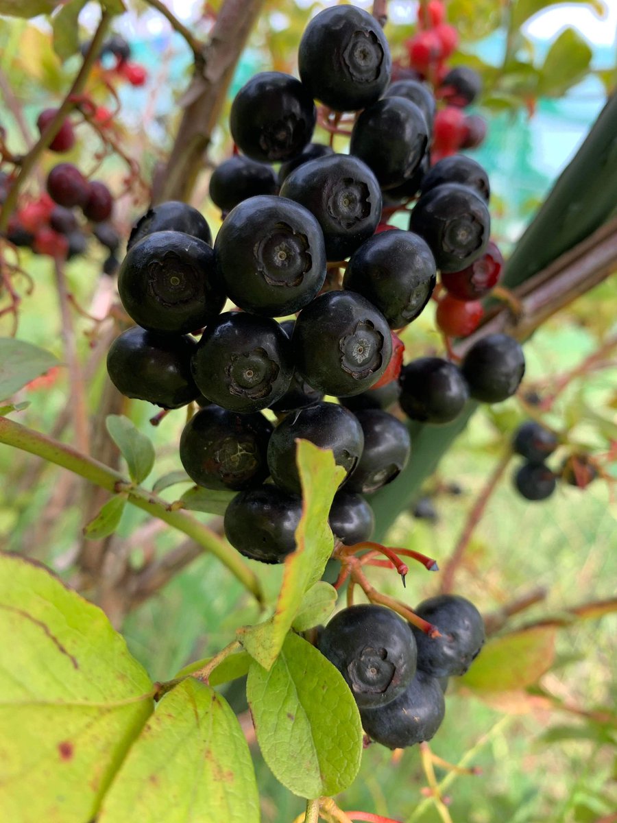 olive_ranch tweet picture