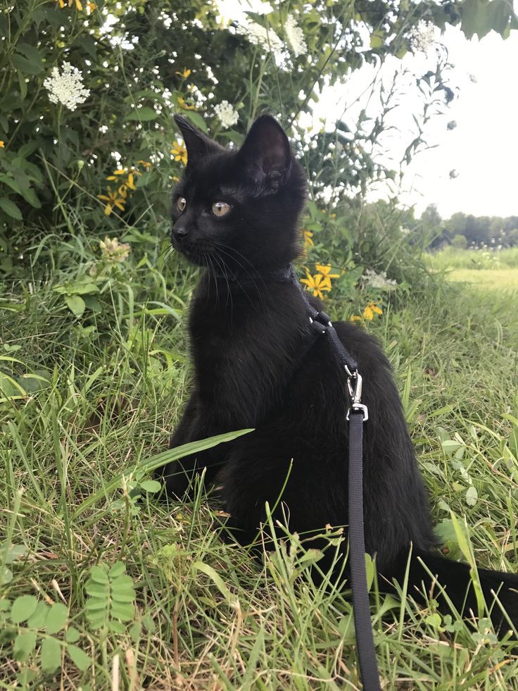 hum_nova's tweet image. wa,king !!! am aventchuring