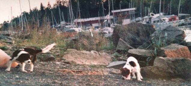 LivSERin's tweet photo. @einardag Gratulerer- kjempesøt!💖min først‘baby’ en nydelig #cavalier: #Oscar m tilnavn #Braakjekk:stakk av m 4bente damer hele tiden:fikk sønn m #Turid=jackR
Sønnen #GustavRabagast =charlieRussel ny rase🤣
foto fra Bygdøy;Oscar til ve..Gustav til hø
vi hadde mange fine morsomme turer💞💞 https://t.co/3b9M2xHj5R