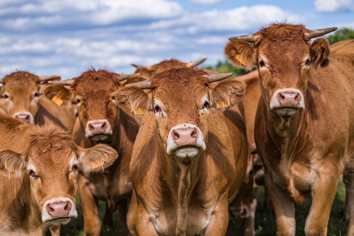 EFSA_EU's tweet photo. Just published a joint report with @EMA_News on the development of a harmonised approach to the assessment of🥫dietary exposure of people to residues of #VeterinaryMedicines, #FeedAdditives &amp; #pesticides in food of animal🐮 origin in the 🇪🇺.

Take a look👇
https://t.co/mQiss8hFXM https://t.co/wpvE1KDLgq