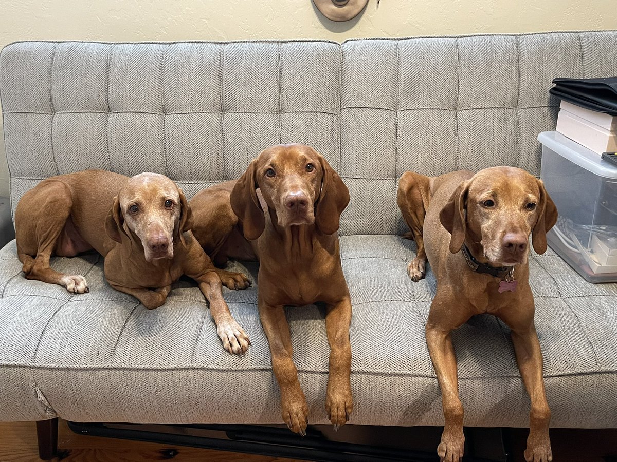randerson62's tweet photo. @DanaPerino @AmericaNewsroom Good morning Percy! from Kira, Dex and Daisy. Love your Mom @DanaPerino and @AmericaNewsroom! https://t.co/QFsA6FvxGY