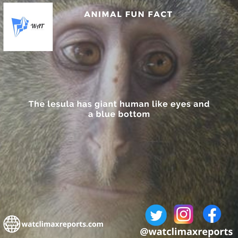 WatClimax's tweet photo. The lesula has giant human like eyes and a blue bottom
#animalfunfact  #WATclimaxreports #funfact #watclimaxreports #animal #lesula #giants #human https://t.co/3rIUyEb7B9