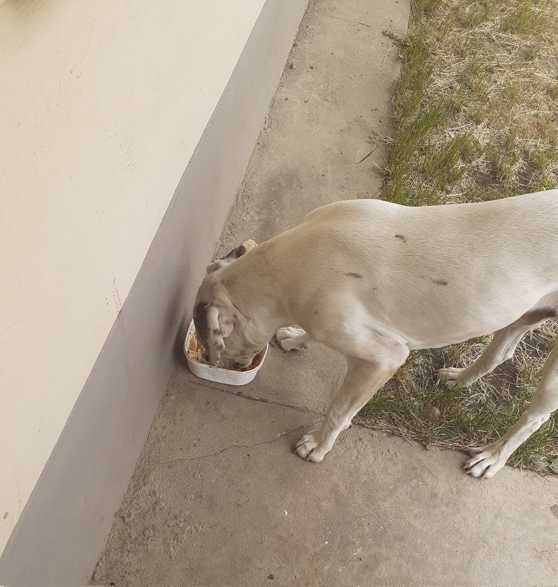 jaaaazz__'s tweet photo. te amo perrito q viene todos los días a buscar comida a casa🥰 https://t.co/8CVoCiWZdJ