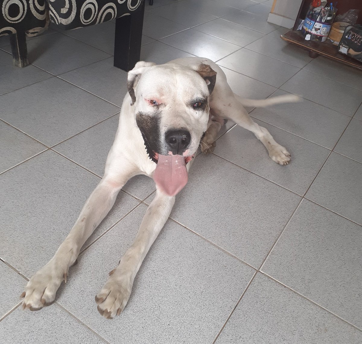 jaaaazz__'s tweet photo. te amo perrito q viene todos los días a buscar comida a casa🥰 https://t.co/8CVoCiWZdJ