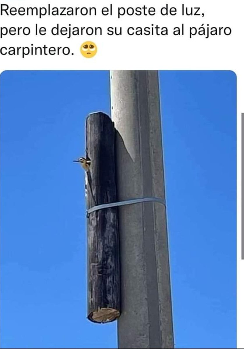 Reemplazaron el poste de luz pero dejaron la casita del pájaro carpintero 👏🏻👏🏻👏🏻❤️🐦