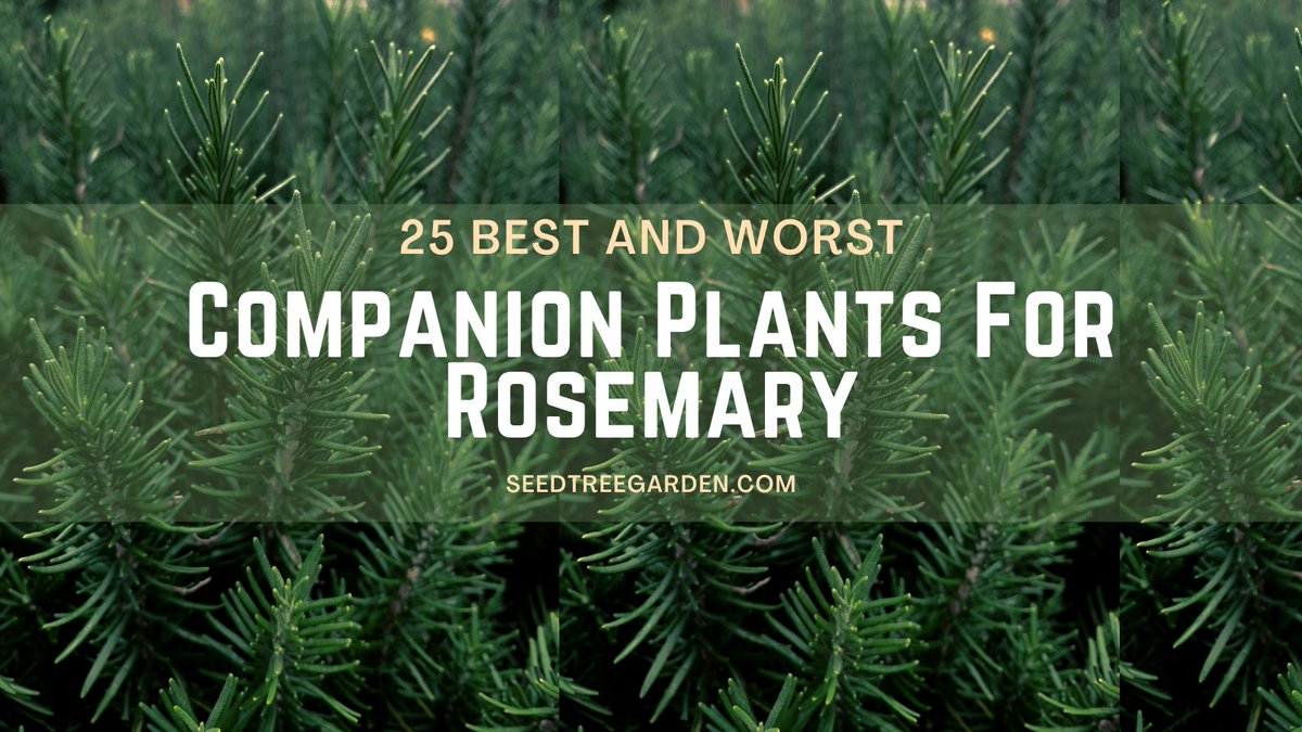 Rosemary companion plants can improve the growth and health of your rosemary plants. They can also deter pests and disease, and improve the flavor of your rosemary. In this article, we will discuss the 25 best and worst companion plants for rosemary.
seedtreegarden.com/vegetable-herb…
