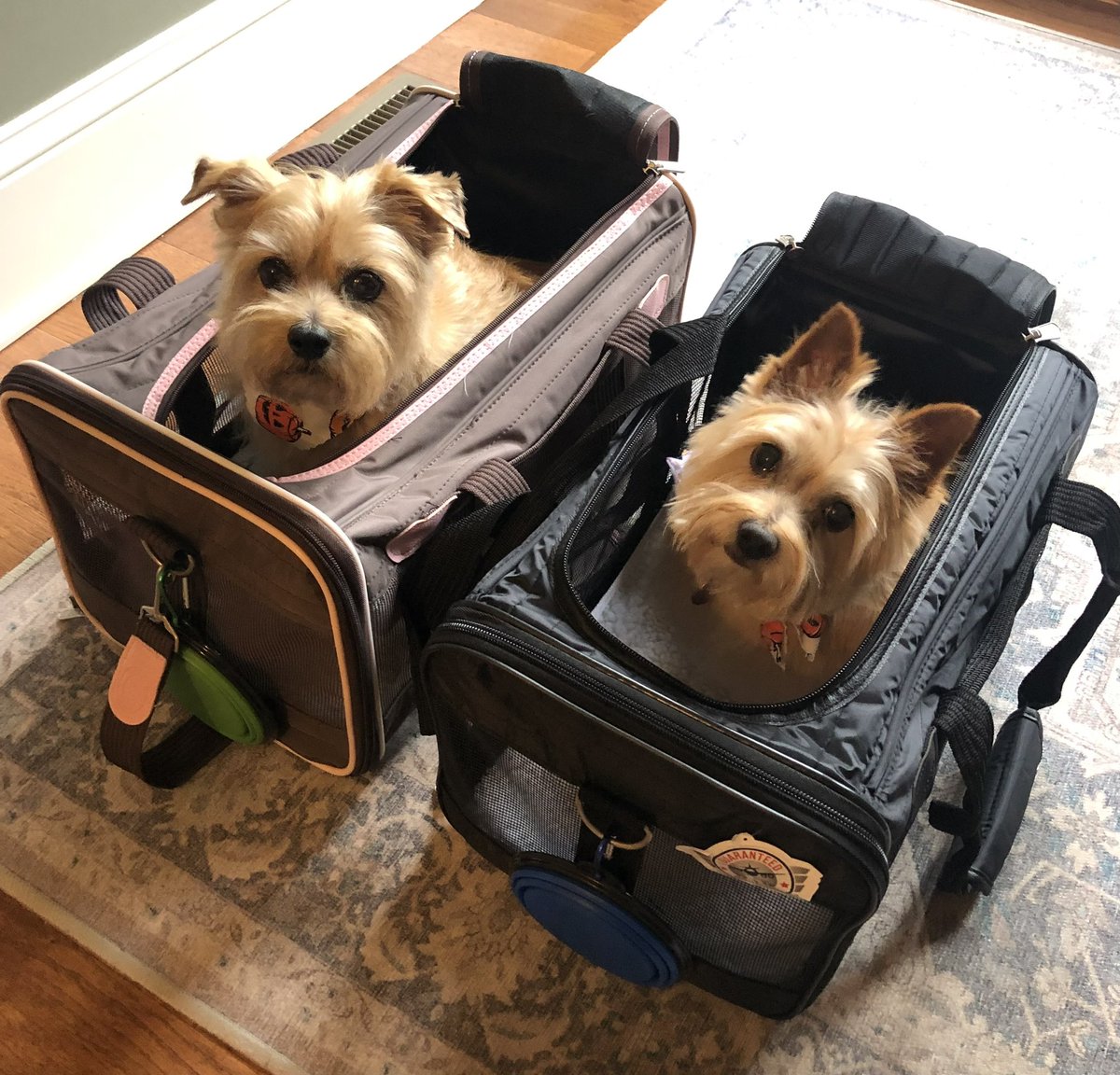 CurtGsell's tweet photo. @DanaPerino @AmericaNewsroom Ginger and Izzy say hello to Percy https://t.co/yLw5oJ5nbM