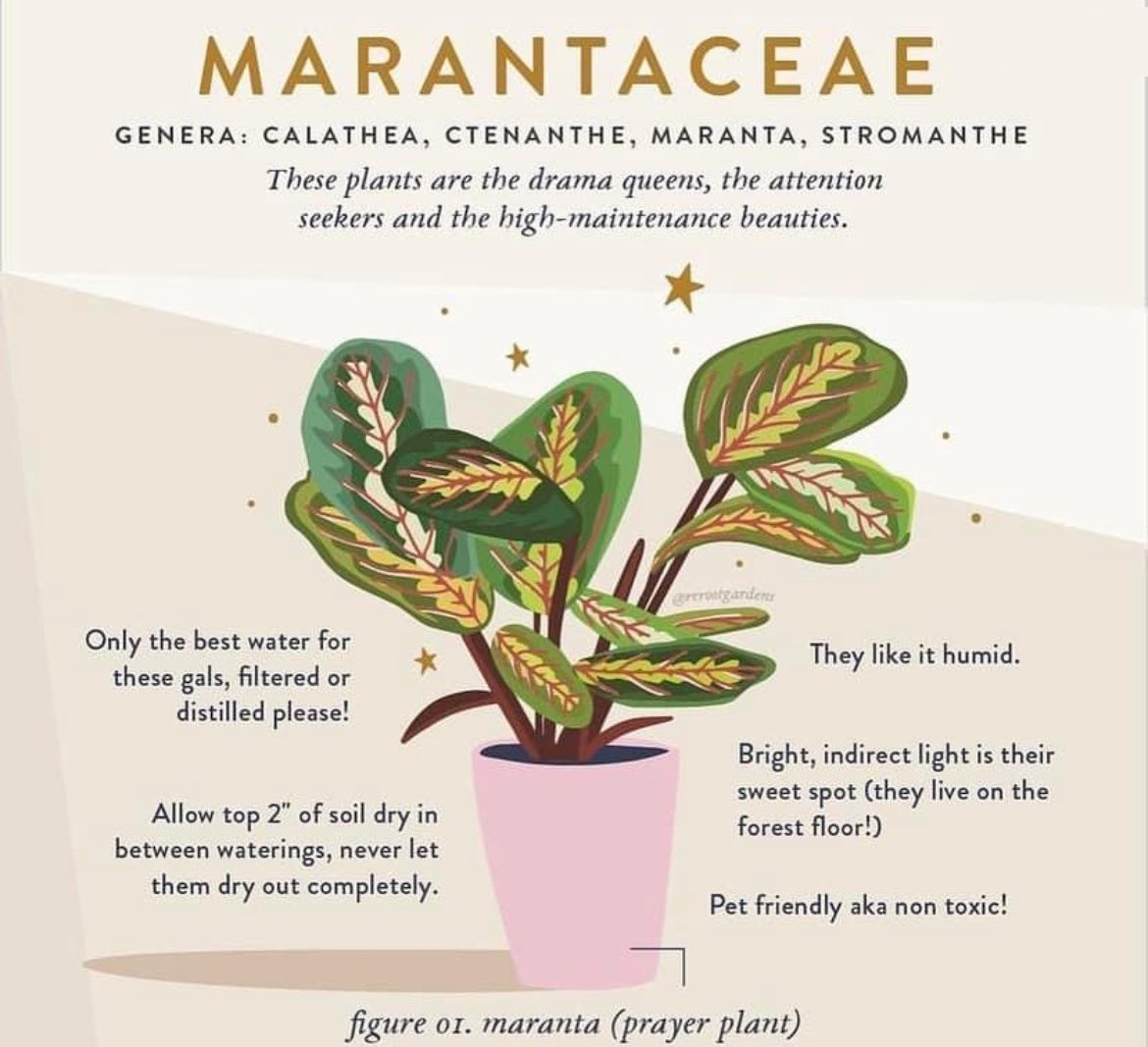 🌿 Botany w| Breanna 🪴 tweet media