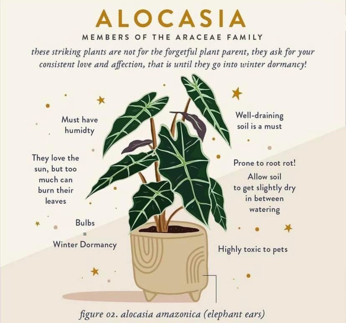 🌿 Botany w| Breanna 🪴 tweet media