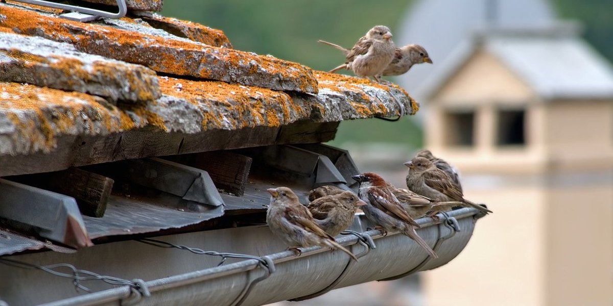 Nestkastjes aan de gevel, entree-stenen in de spouw en geen radio’s op de steiger... Als we gaan bouwen of huizen opknappen, houden we rekening met de dieren die in onze gebouwen ‘wonen’. Collega Carolien en ecoloog Elisabeth vertellen er meer over. bit.ly/3tixz5p