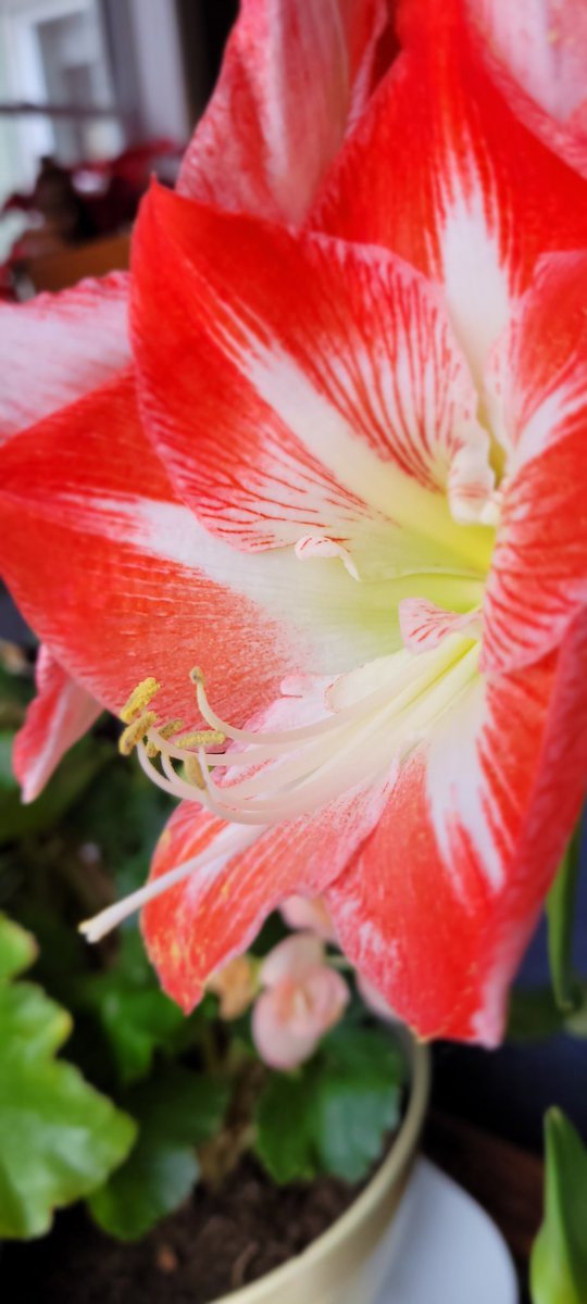 HenrikeVeith's tweet photo. Gasp! My amaryllis https://t.co/vKkf3bupO5