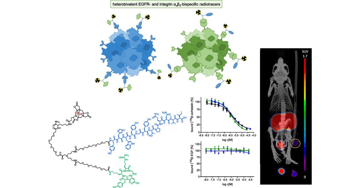 ACS_Omega's tweet photo. ▶️ Synthesis, #Radiolabeling, and In Vitro and In Vivo Characterization of Heterobivalent Peptidic Agents for Bispecific EGFR and Integrin αvβ3 Targeting
👥 Carmen Wängler & coworkers
Read now 👉 https://t.co/UadfNHZZYI
@UniHeidelberg @UAlberta #Peptides https://t.co/hQ6oPtrFKB