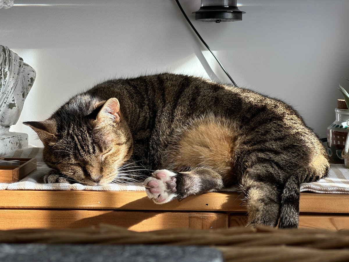 fwyellow's tweet image. She is pretty sometimes 🐱