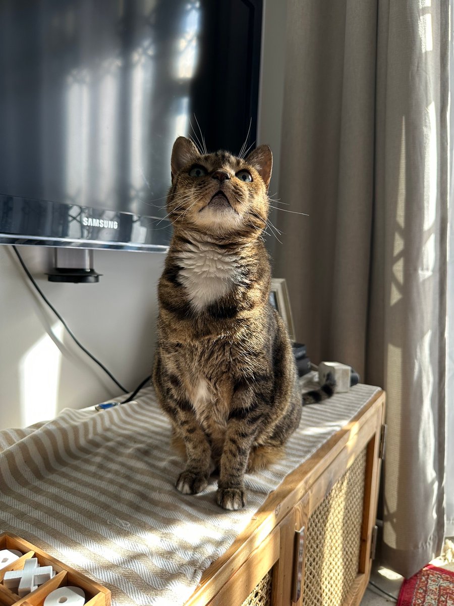 fwyellow's tweet image. She is pretty sometimes 🐱