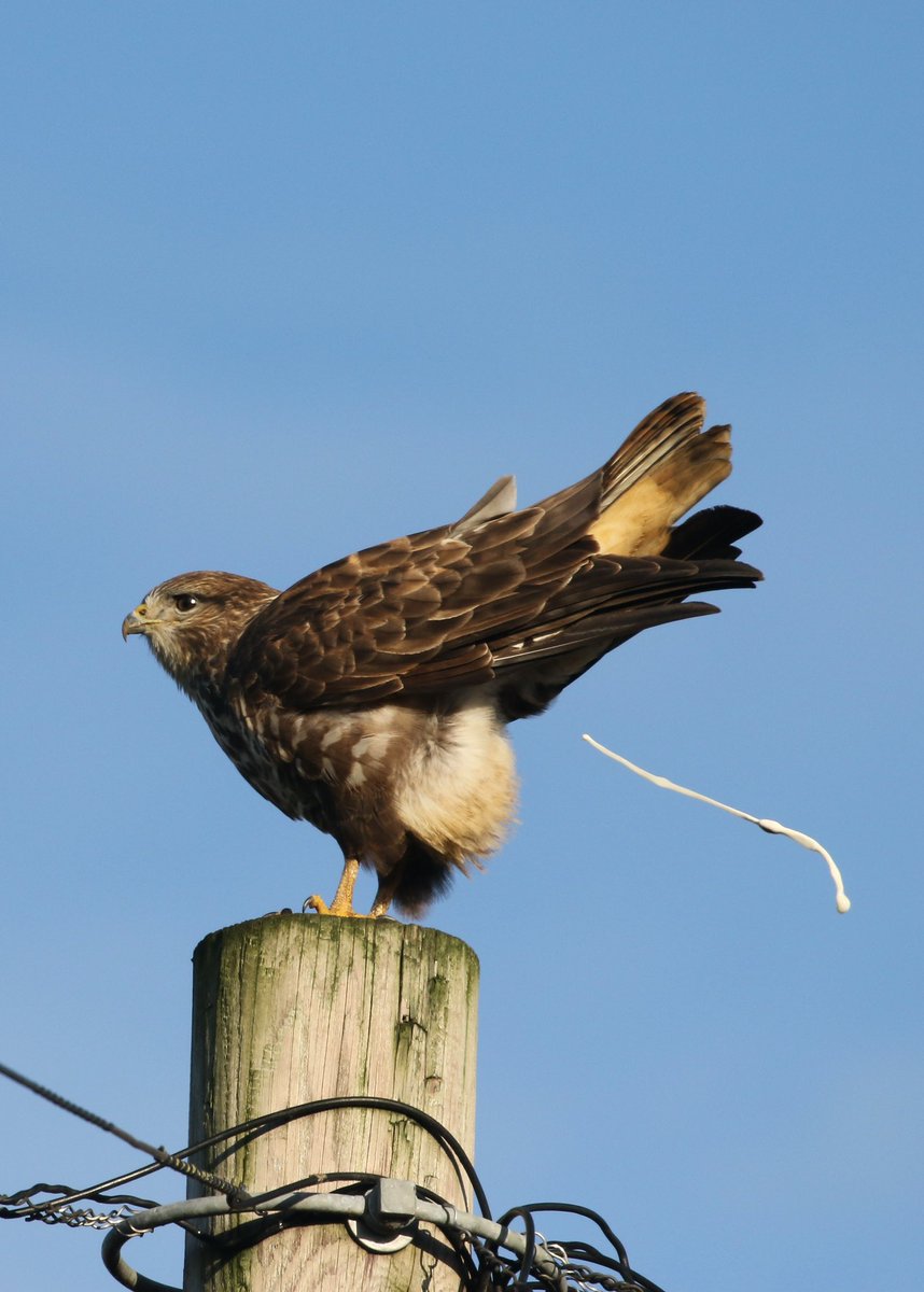 LouiseRussell14's tweet photo. @BBCSpringwatch #winterwatch This beauty clearly wasn’t happy with its photo being taken today! @ChrisGPackham https://t.co/LaGL35nbeg
