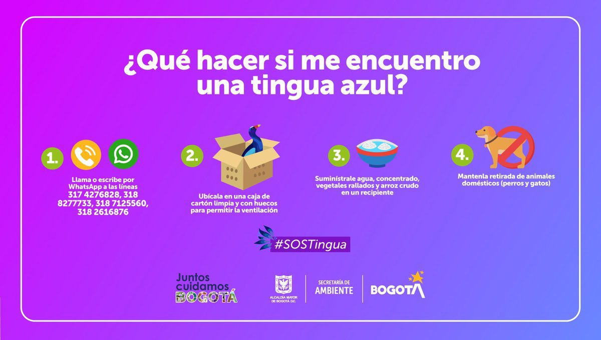 Ambientebogota's tweet photo. ¿Sabes qué debes hacer si te encuentras una tingua azul o cualquier ave migratoria? ¡Acá te contamos!

1⃣ Contacta a @Ambientebogota 
2⃣ Ponla en una caja de cartón libre de residuos y olores, y hazle orificios que permitan el ingreso de aire
3⃣ Ofrécele agua y vegetales rallados https://t.co/Yz9QAnJ02Q