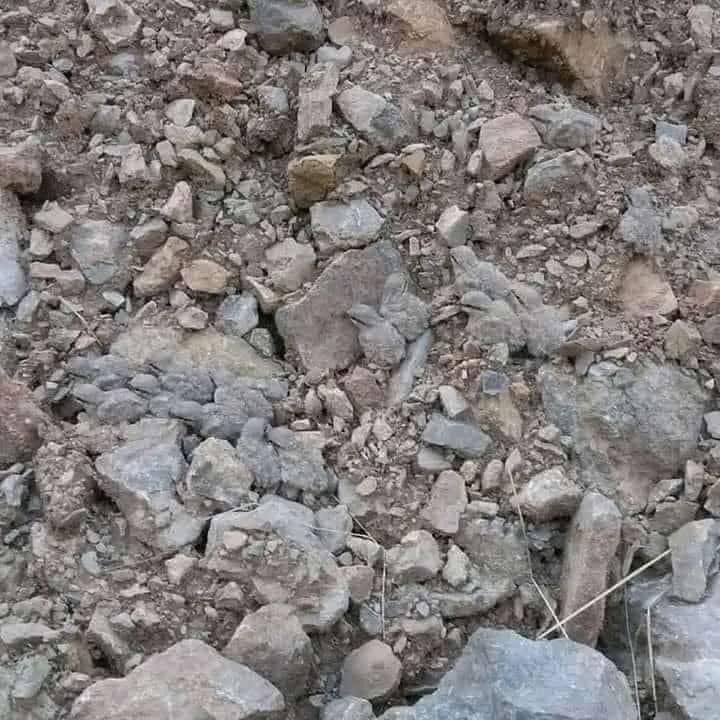 Dandaro Online tweet media